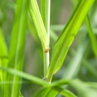 Elephant Grass